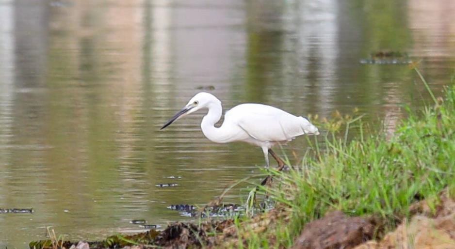 Little egret